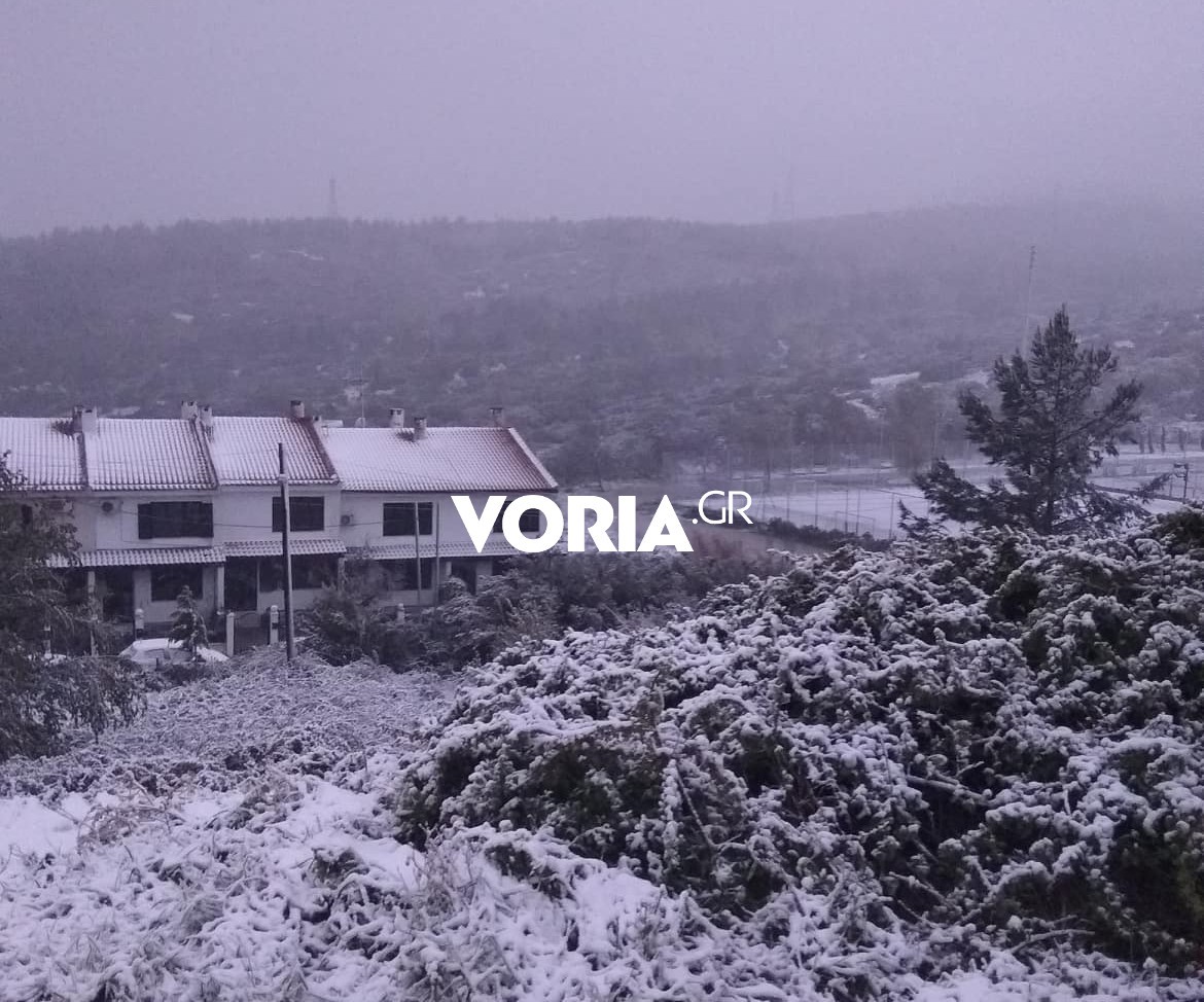 boria.jpg