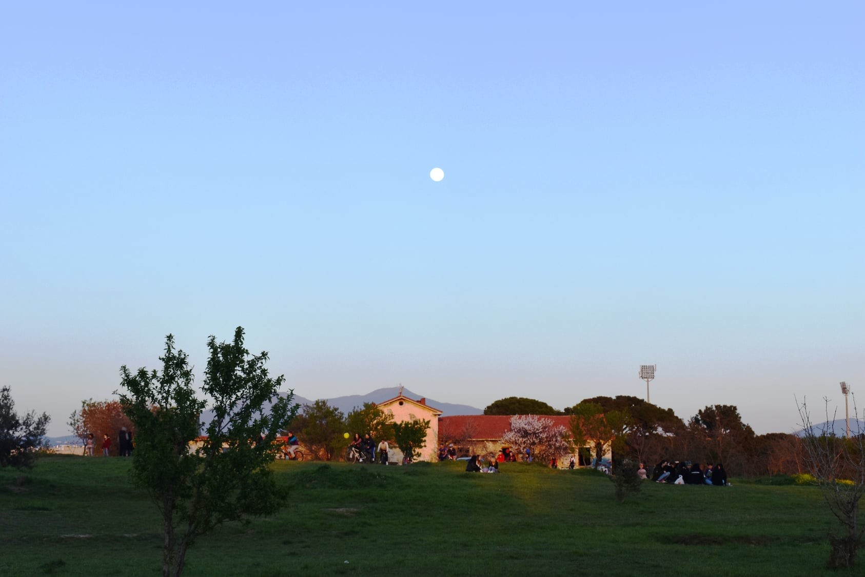 kodra-3.jpg