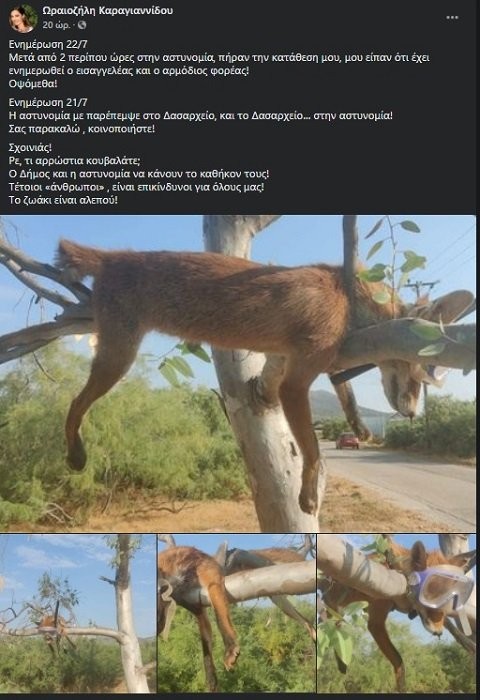 ktinodia1.jpg