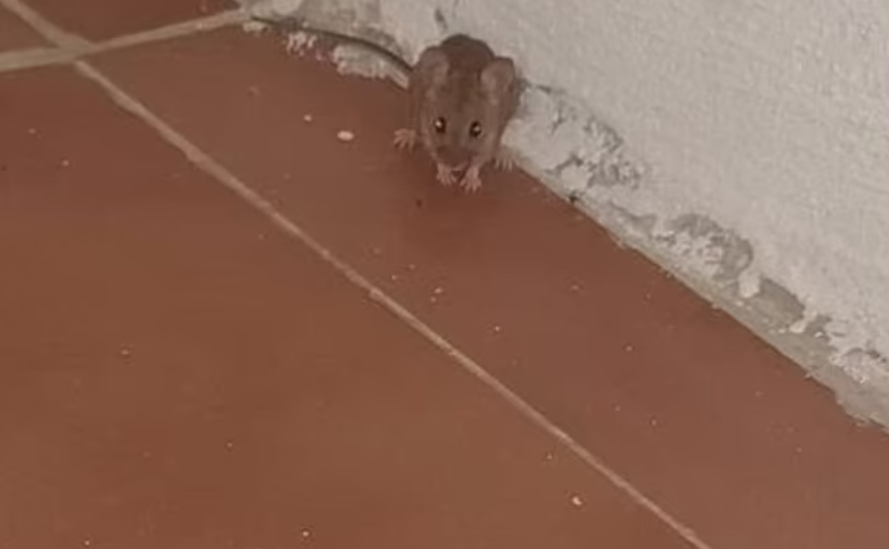 diakopes2.jpg