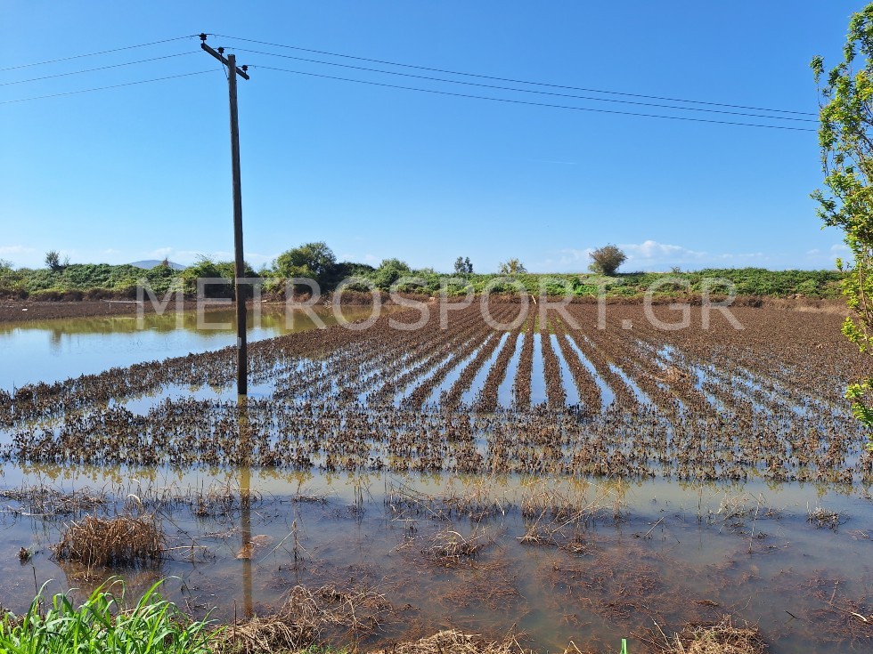 kalliergeies-karditsa.jpg